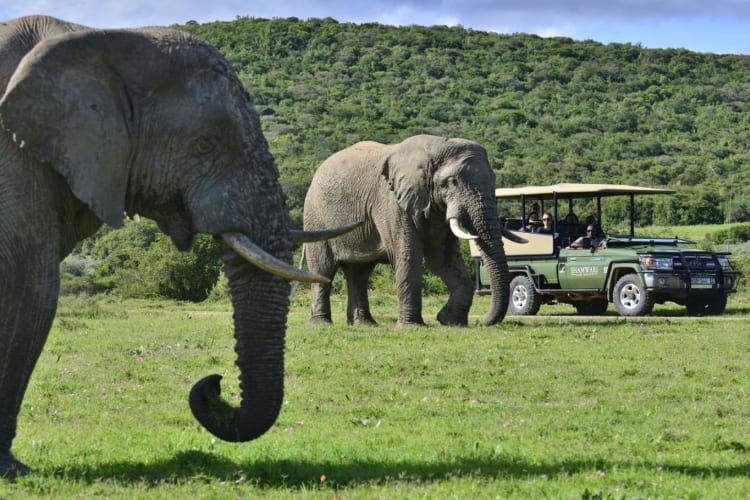 Game drive